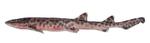 'Bali Catshark' hedder en af de nyopdagede hajarter. 