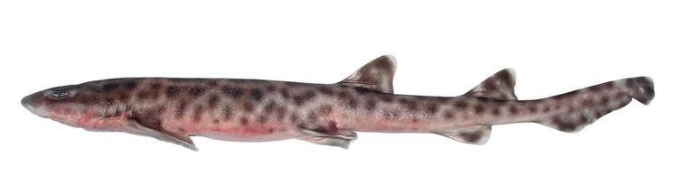 'Bali Catshark' hedder en af de nyopdagede hajarter. 