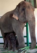 Den lille ny elefant med sin mor i Lampang, Nordthailand 