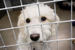 Kinesere i Wanzhou-distriktet må sige farvel til deres hunde og finde andre former for kældeyr. Arkiv 