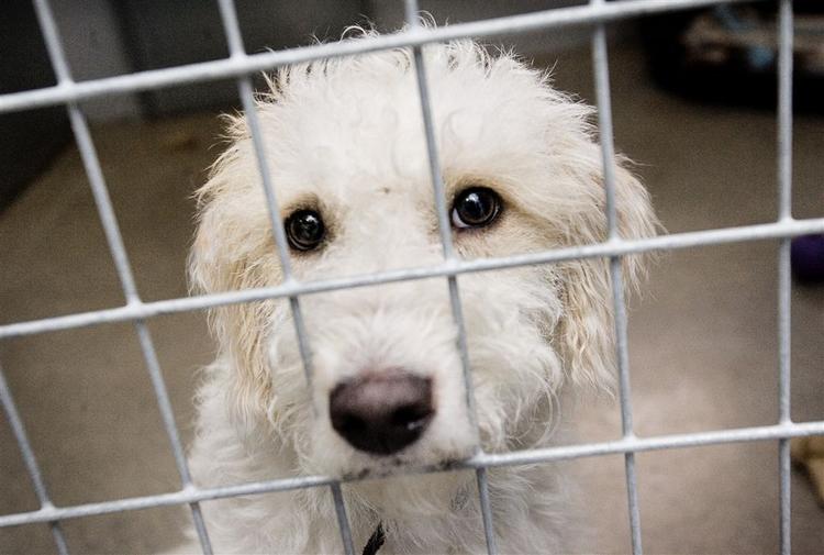Kinesere i Wanzhou-distriktet må sige farvel til deres hunde og finde andre former for kældeyr. Arkiv 