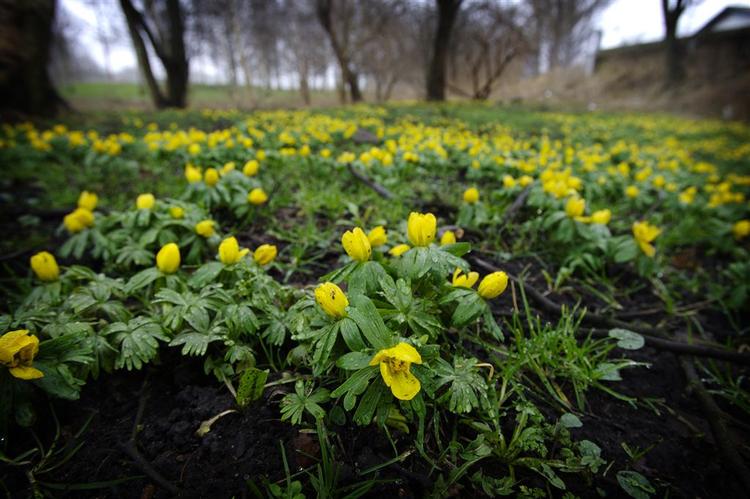 Foråret har længe været på trapperne. Her ved Damhusengen i Rødovre. 