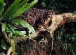 Verdensnaturfonden har opdatet, at træleoparder på øerne Borneo og Sumatra adskiller sig genetisk fra fra dem på fastlandet. 