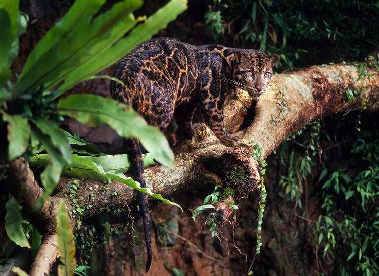 Verdensnaturfonden har opdatet, at træleoparder på øerne Borneo og Sumatra adskiller sig genetisk fra fra dem på fastlandet. 