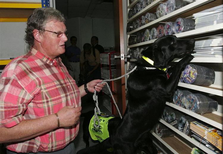 En af de to sporhunde, der er truet på livet, på arbejde i Malaysia. 