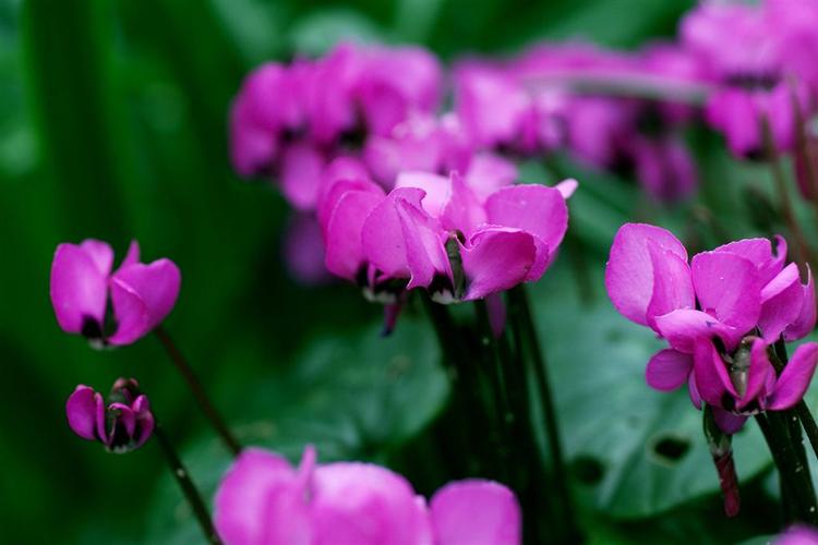 Foråret har været på nippet til at bryde ud i fuldt flor flere gange i løbet af den varme vinter, men denne weekend skal det være... 
