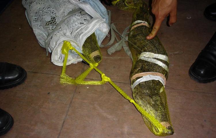 En modig palæstinensisk kvinde spændte ialt halvanden meter krokodilleunger om livet og gik mod Gaza. 