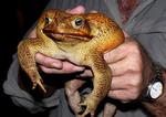 Glem alt om søde danske løvfrøer. I Australien hersker tudsernes konge - sukkerrørsfrøen. 