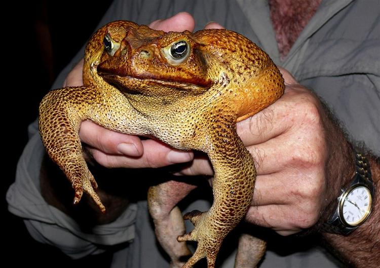 Glem alt om søde danske løvfrøer. I Australien hersker tudsernes konge - sukkerrørsfrøen. 