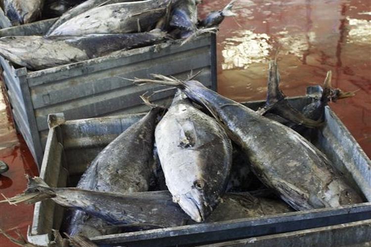 Tørfiskefabrik i Spanien