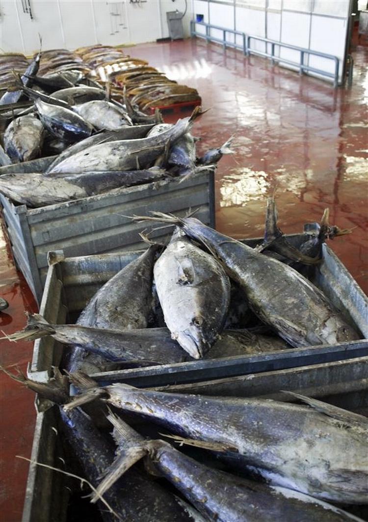 Fabrik med tørrede fisk i Spanien. 