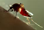 MOSQUITO
