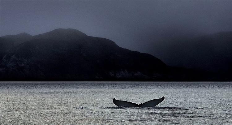 Hvaler kan ikke slås forsvarligt ihjel, mener Dyrenes Beskyttelse. De er ikke enige med WSPA i forsvaret for grønlandsk hvalfangst. 