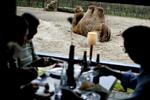 Kamelerne puklede for at formere sig, da cafekontrollanten besøgte Café K i Zoologisk Have 