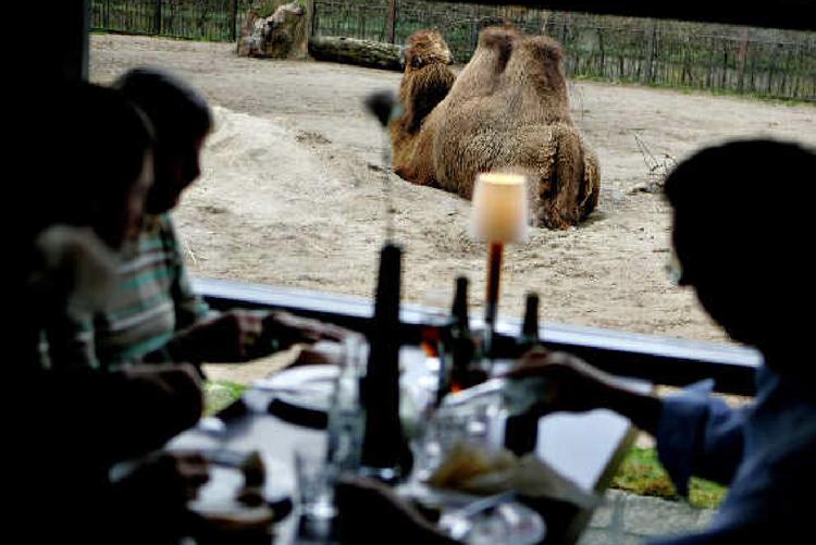 Kamelerne puklede for at formere sig, da cafekontrollanten besøgte Café K i Zoologisk Have 