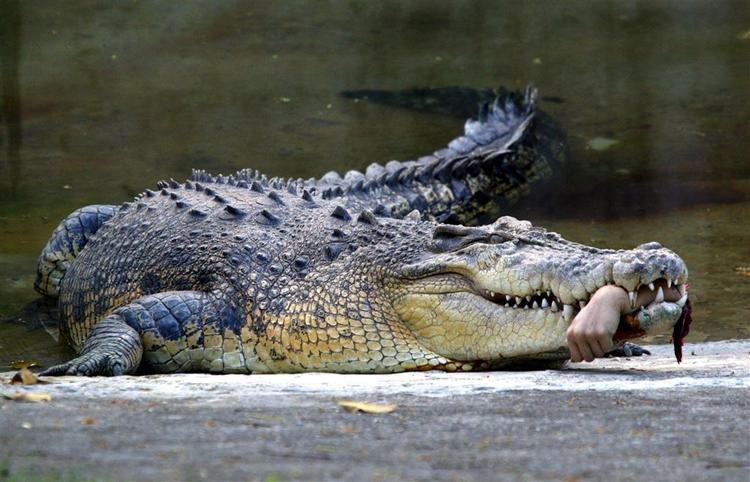 Nilkrokodiller lever naturligt i Afrika og er en truet art, trods dens glubske natur. 