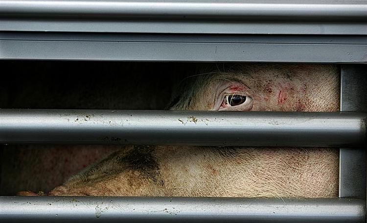 Afsløringerne om de ulovlige dyretransporter har forarget mange danskere og deres politikere. 