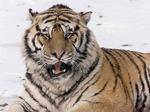 Forretningsfolk i Kina vil etablere kommerciel produktion af tigerknogler til medicinsk brug. 