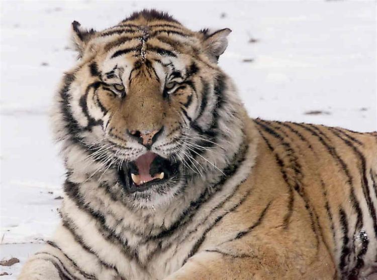 Forretningsfolk i Kina vil etablere kommerciel produktion af tigerknogler til medicinsk brug. 