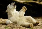 Ifølge den tyske avis Bild beskytter ikke færre end 15 sikkerhedsvager isbjørneungen Knut i Berlins Zoo. 