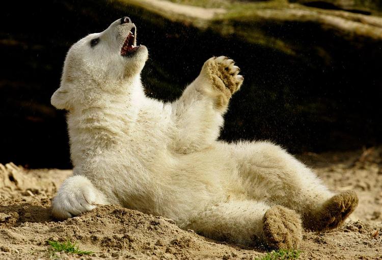 Ifølge den tyske avis Bild beskytter ikke færre end 15 sikkerhedsvager isbjørneungen Knut i Berlins Zoo. 