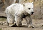 Mediernes kæledække Knut har fået publikum til at strømme til Berlin Zoo. 