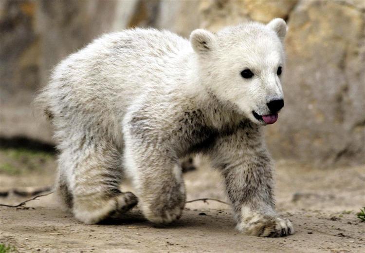 Mediernes kæledække Knut har fået publikum til at strømme til Berlin Zoo. 