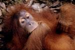 Orang Utang center