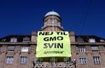 Protest mod landbrugets genmanipulerede svineopdræt gav hård straf til miljøbevægelse. 