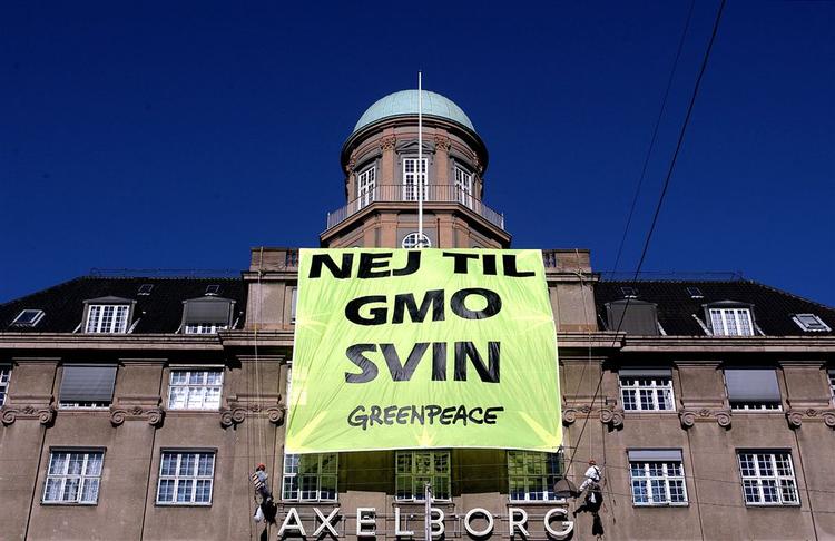 Protest mod landbrugets genmanipulerede svineopdræt gav hård straf til miljøbevægelse. 