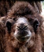 Knoglerne fra en 8.000 år gammel kamel er blevet fundet på en byggeplads i Arizona. 