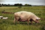 De økologiske frilandsgrise er mere modstandsdygtige over for salmonella-bakterien. 