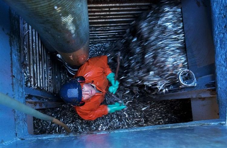 Tobisfiskeriet er af afgørende for den danske fiskeindustri. 