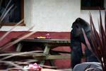 Gorillaen 'Bokito' faldt først til ro, da den blev skudt med en bedøvelsespil. 