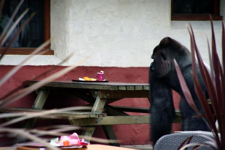 Gorillaen 'Bokito' faldt først til ro, da den blev skudt med en bedøvelsespil. 