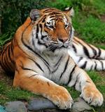 Sibirisk tiger blev skudt efter at være på vej ud af sin indhegning i Nykøbing Zoo. 