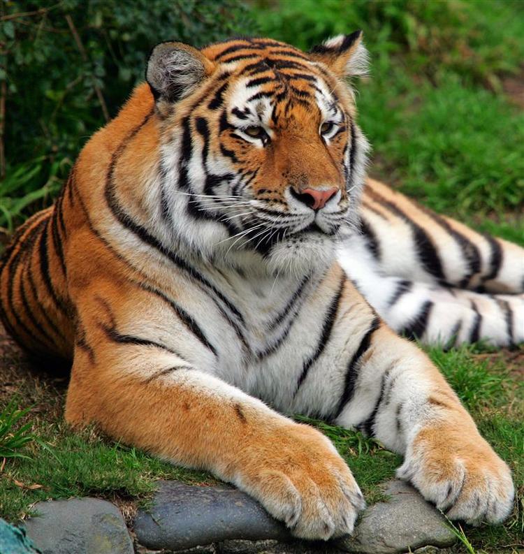 Sibirisk tiger blev skudt efter at være på vej ud af sin indhegning i Nykøbing Zoo. 