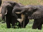 Kenya har intensiveret jagten på de krybskytter, som skovler penge ind på salg af elfenben fra landets elefanter. 