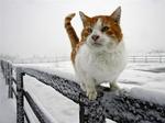 Katten Russ står på toppen af et stakit i Cremona, 100 kilometer nord for Calgary, Canada. Vejrudsigten for de næste dage lover 15 graders varme..... 
