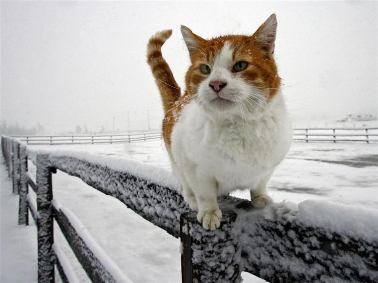 Katten Russ står på toppen af et stakit i Cremona, 100 kilometer nord for Calgary, Canada. Vejrudsigten for de næste dage lover 15 graders varme..... 