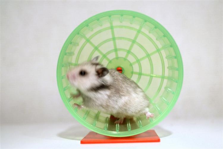 Undersøgelser med hamstre viser, at Viagra, ud over potensproblemer, også hjælper på jetlag. 