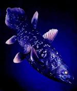 Coelacanth