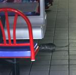 90-95 procent af problemerne med rotter i København er forårsaget af defekter i kloaksystemet. De opstår typisk ved byggesjusk og ombygning, forklarer miljøinspektør Kim Maimann fra Københavns Kommunes Center for miljø. 