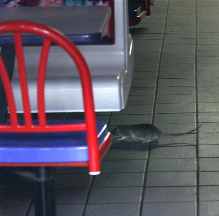 90-95 procent af problemerne med rotter i København er forårsaget af defekter i kloaksystemet. De opstår typisk ved byggesjusk og ombygning, forklarer miljøinspektør Kim Maimann fra Københavns Kommunes Center for miljø. 