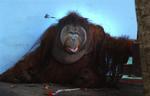 Her er den iltre orangutang ved at overgive sig til bedøvelsen efter sit amokløb. 