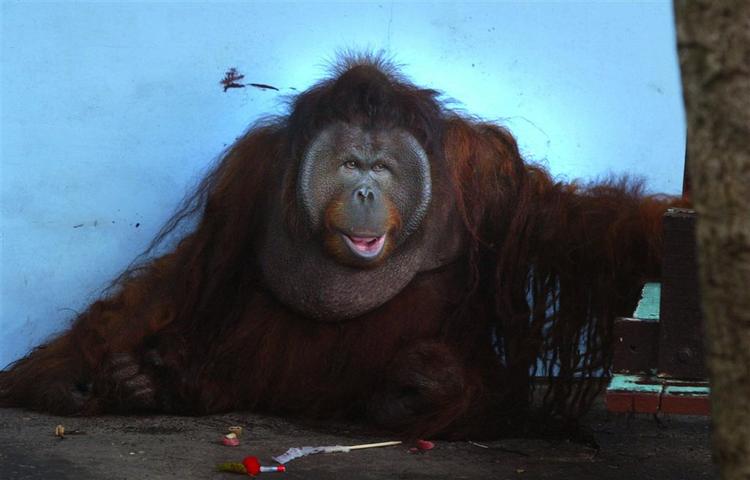 Her er den iltre orangutang ved at overgive sig til bedøvelsen efter sit amokløb. 