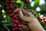 Kaffeplukning i Puerto Rico. 