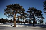 Foto fra verdens fredeligste land, Norge. 