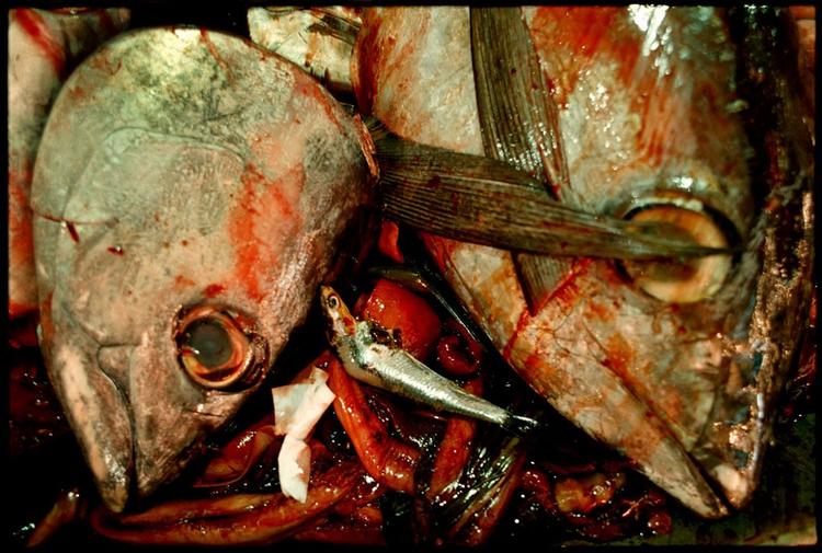 Myndighederne opfordrer restauranter og forbrugere og andre, der har købt fisk af virksomheden, til at kassere fisken. 