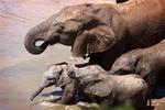 Addo Elephant National Park